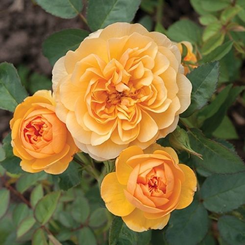 Rosa Isidora™ - trandafir cu parfum discret - Trandafir copac cu trunchi înalt - cu flori în buchet - galben - PhenoGeno Roses - coroană tufiș - ,-